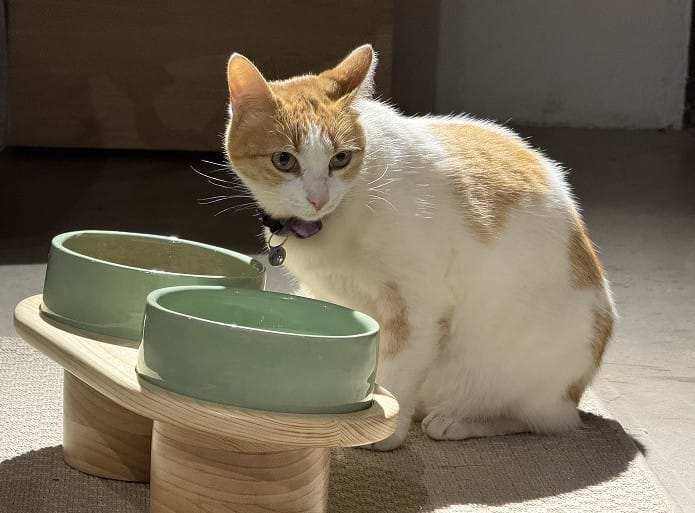 comedero-uso-gatuno-2